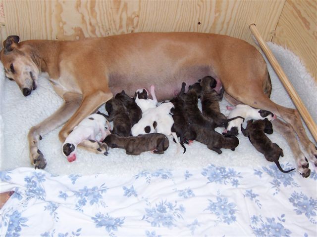 Svea and her puppies