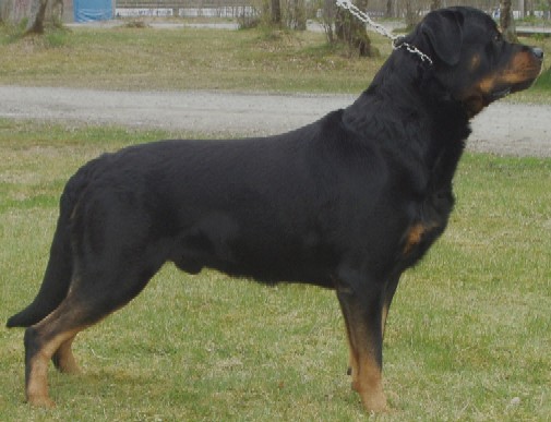 why they cut rottweiler tail