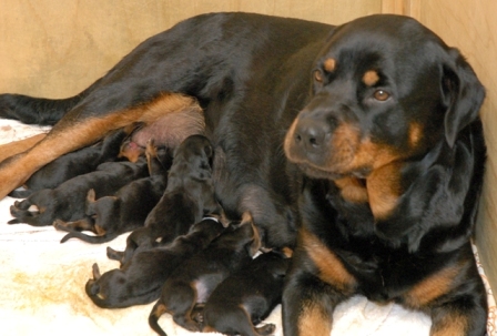 Grace and the litter