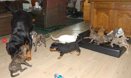 indi and the puppies